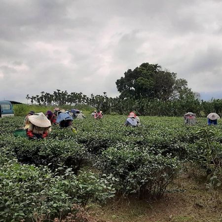 Dong Li Tea Homestay Ruisui Ngoại thất bức ảnh