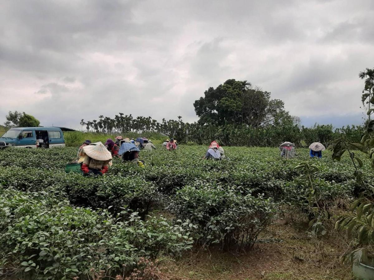 Dong Li Tea Homestay Ruisui Ngoại thất bức ảnh